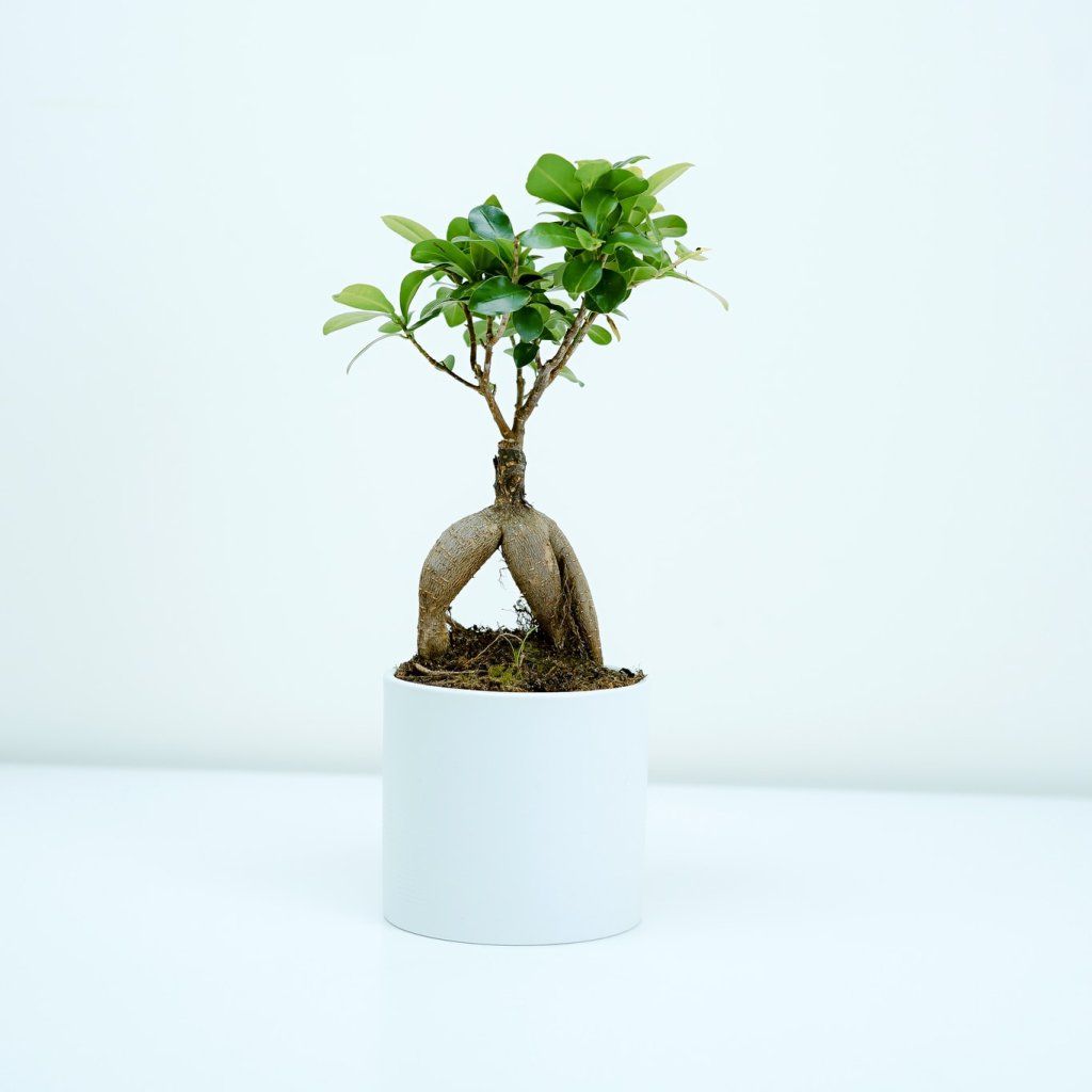 Muebles - Hogar - Jardín